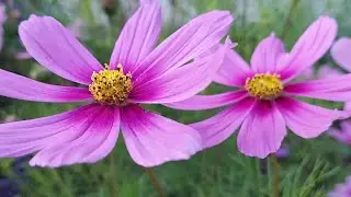 Wildflower Explosion