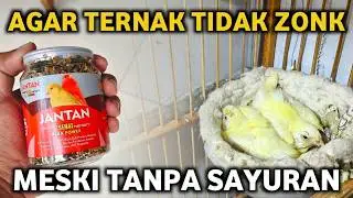 SUITABLE FOR BEGINNERS‼️IF YOU'RE BUSY AND DON'T HAVE TIME TO FEED THEM VEGETABLES, YOU CAN USE T...