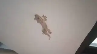 Cicak cicak di dinding, cicak lagi mabuk sempoyongan suara cicak terbaru video