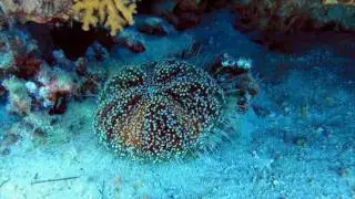 ПОДВОДНАЯ ОДИССЕЯ КРАСНОГО МОРЯ.wmv