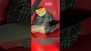The owner wrapped the kitten in a scarf for a cold trip 🥺 