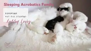 Sleeping Acrobatics Cat Family