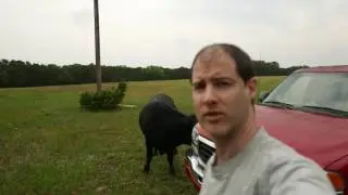 So this cow adopted me...