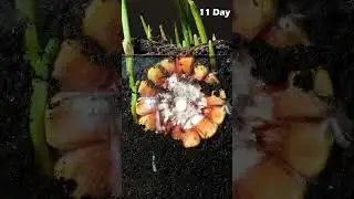 Corn Growing time lapse 