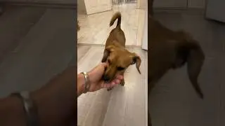 Прощаюсь с животными перед отъездом. .Как-то грустно. 