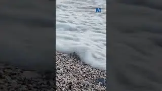 #Tartarughe Caretta caretta nate a Maiori