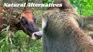 Natural Treatments = Less Superbugs