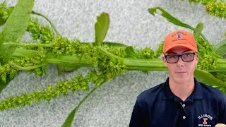 Identifying and Collecting Waterhemp for Waterhemp Resistance Survey