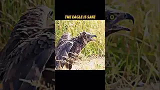 lion saves eagle 