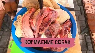 Кормление собак натуралкой