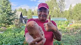 Первая пробная копка картофеля.