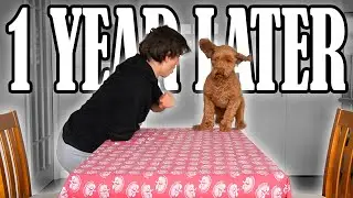 Can My Dog Still Do All of His Tricks?
