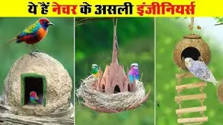 Top 5 Most Amazing Home to Bird 😨 पक्षियों के विचित्र घोंसले #birds