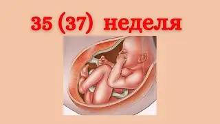 35 неделя беременности или 37 акушерская 