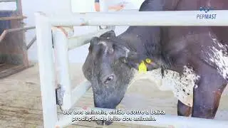 PEPMAST: Biofármaco inovador para o tratamento da mastite bovina - 2026.