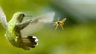 Hummingbird  vs Wasp - Super Slomo 2873 fps!