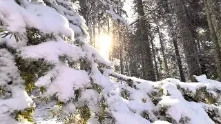 HOT NATURE CAMP WITH STOVE IN THE WILD | The sound of wild animals was nearby