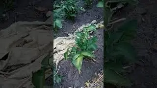 Писец как сохнет картофель!!