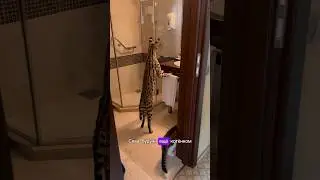 Опасно! Не повторять!🙀 налетели на меня зло родители, дескать «мучаю своих животных»🫣Что скажете?