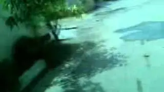 jangi.3gp