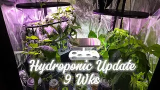 Hydroponic Update - 9 wks!