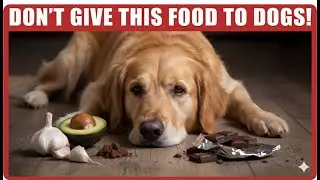 10 Dangerous Foods That Will Kill Your Dog