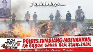 POLRES LUMAJANG MUSNAHKAN BB POHON GANJA DAN SABU SABU