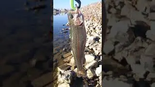 Caught Over 40 Trout! (Best Catches)