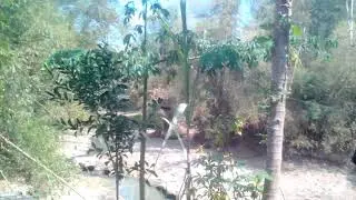 Bokep