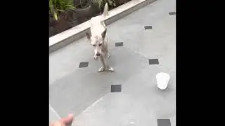 My street dog heart touching- begging for food