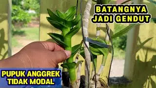 PUPUK ANGGREK AGAR BATANG GENDUT & BANYAK TUNAS, MURAH SEKALI.