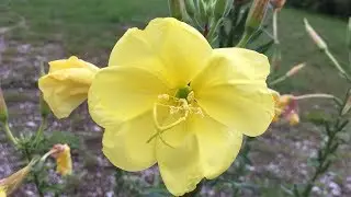 eight o'clock flower, large flowered evening primrose, Oenothera glazioviana