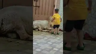 #جوعان #يم_يم #bakraeid #bakra #cutebaby #eid #anaya