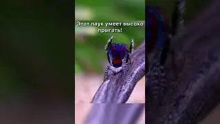 Недавно обнаруженные существа / 
