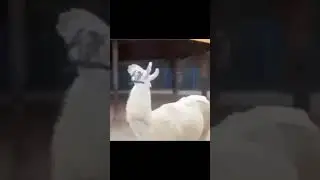 когда вспомнила что обиделась #shorts