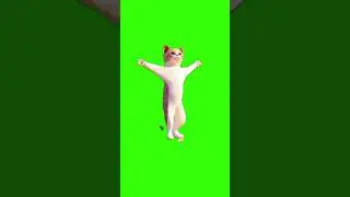 Green screen cat 😺 dance 