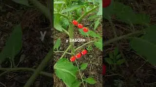В ТЕНИ у ЗАБОРА 🍅🍅🍅🪣🌿💯❤️...
