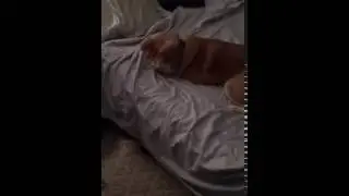 Dog tested dog approved