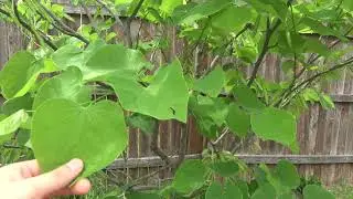 4 year update on the Royal White Redbud and some new trees