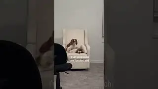 Dog can’t get enough if her sister #cavalierkingcharles