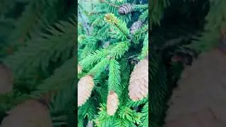 Ель Пуш на штамбе 🌲🍓Продажа в группе телеграмм,( ссылка в шапке профиля и комментариях)