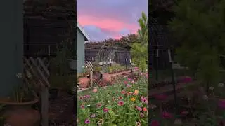 📷8:30pm the calm before the storm, be safe! #texas #weather #clouds #backyard #garden #shorts