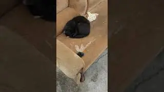 кот и хаски