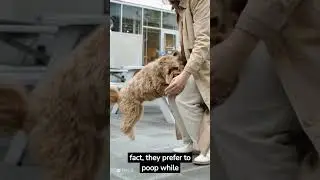 INTRESTING THINGS ABOUT DOGS, THAT YOU DIDN’T KNOW!! #Shorts #dog
