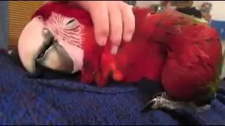 попугай   parrot