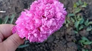 Шикарное цветение многолетних кустарников для вашего сада.