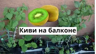 Киви на балконе и дома. Юные садоводы