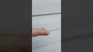 Мини богомол