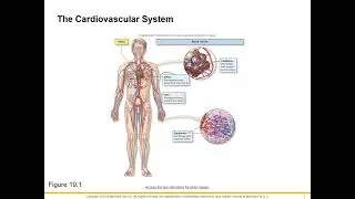 Heart Anatomy