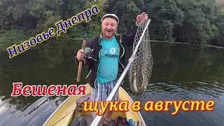 Щука в августе 2021